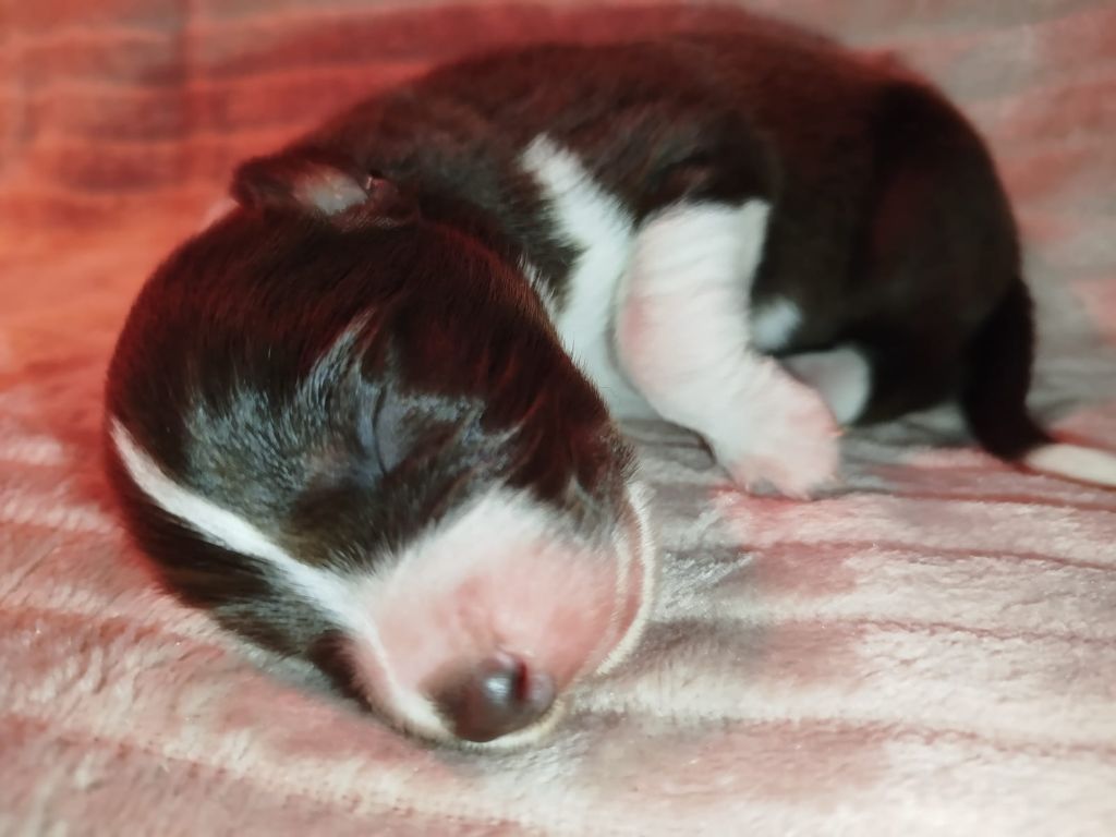 Of Sweet Symphony - Chiot disponible  - Border Collie